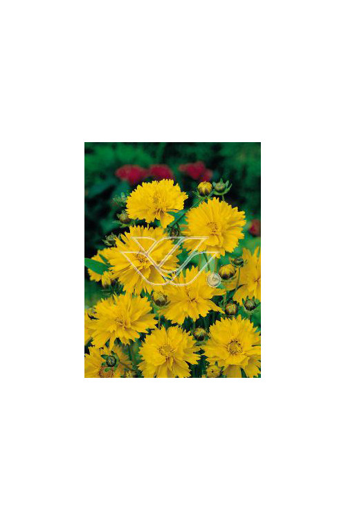 Nachyłek wielkokwiatowy 'Solana Golden Sphere' | Coreopsis grandiflora