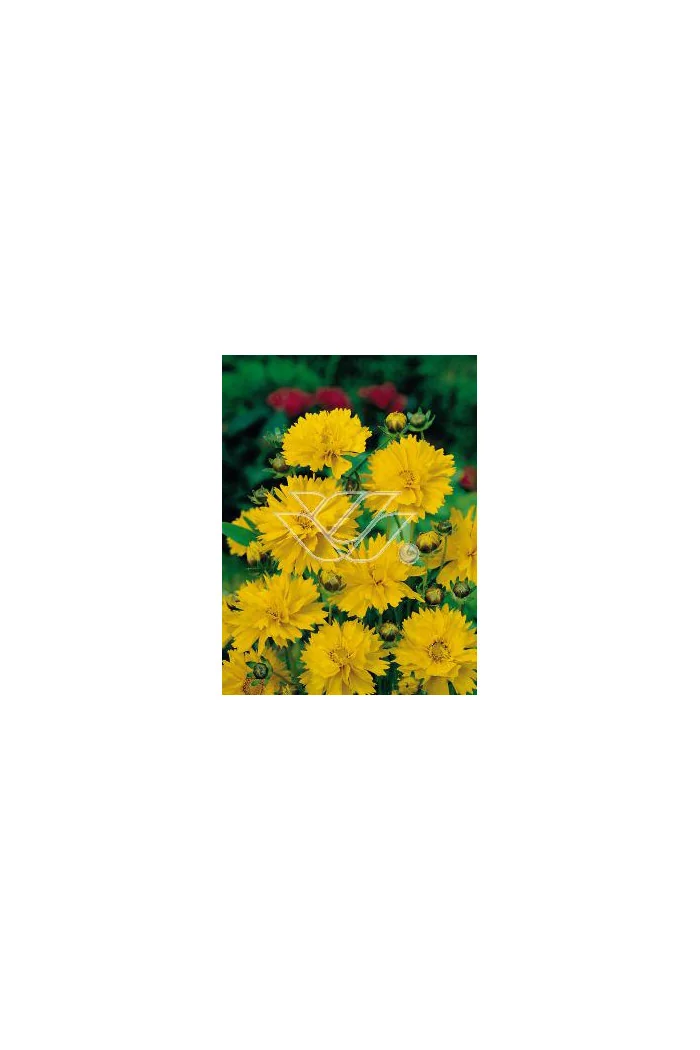 Nachyłek wielkokwiatowy 'Solana Golden Sphere' | Coreopsis grandiflora