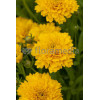 Nachyłek wielkokwiatowy 'Solana Golden Sphere' | Coreopsis grandiflora