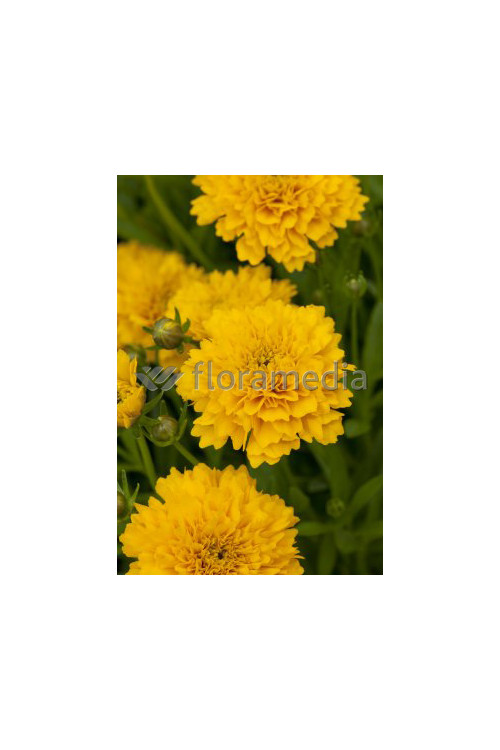 Nachyłek wielkokwiatowy 'Solana Golden Sphere' | Coreopsis grandiflora