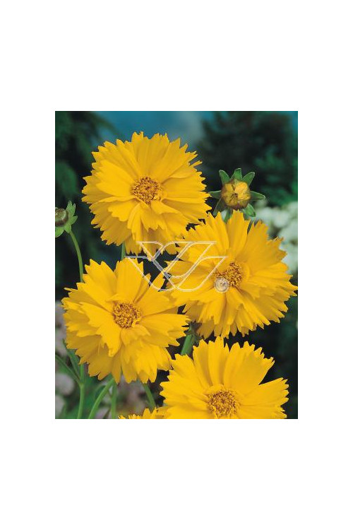 Nachyłek wielkokwiatowy 'Solana Golden Sphere' | Coreopsis grandiflora