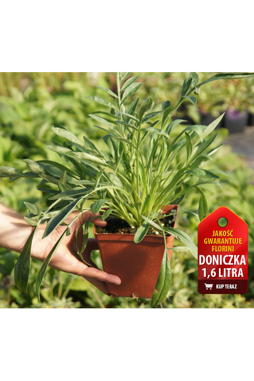 Nachyłek wielkokwiatowy 'Solana Golden Sphere' | Coreopsis grandiflora