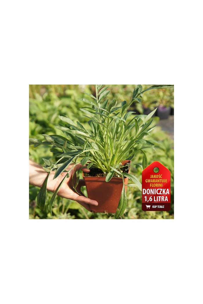 Nachyłek wielkokwiatowy 'Solana Golden Sphere' | Coreopsis grandiflora