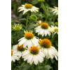 Jeżówka purpurowa 'Pow Wow White' | Echinacea purpurea