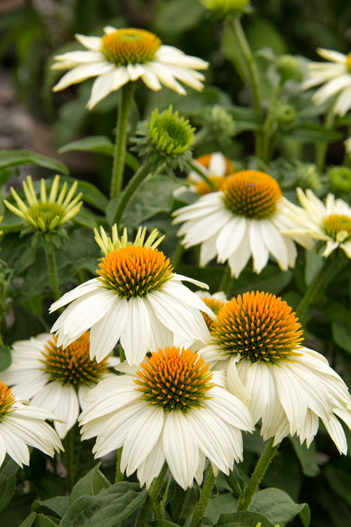 Jeżówka purpurowa 'Pow Wow White' | Echinacea purpurea