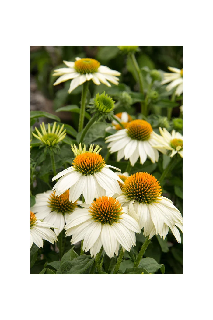 Jeżówka purpurowa 'Pow Wow White' | Echinacea purpurea