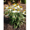 Jeżówka purpurowa 'Pow Wow White' | Echinacea purpurea