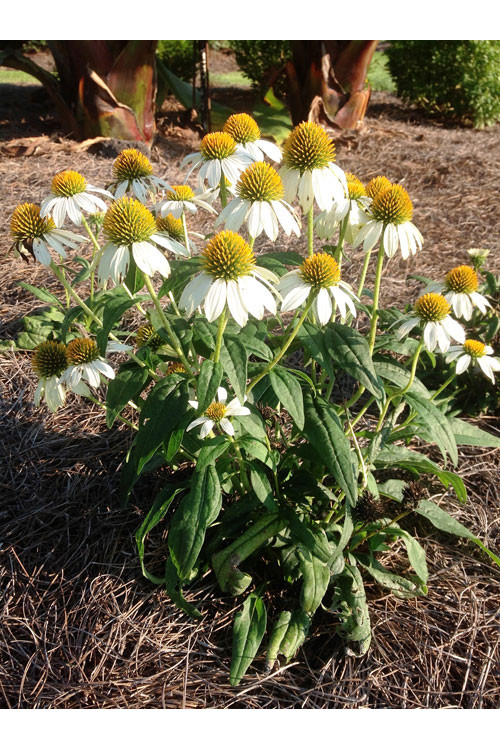 Jeżówka purpurowa 'Pow Wow White' | Echinacea purpurea
