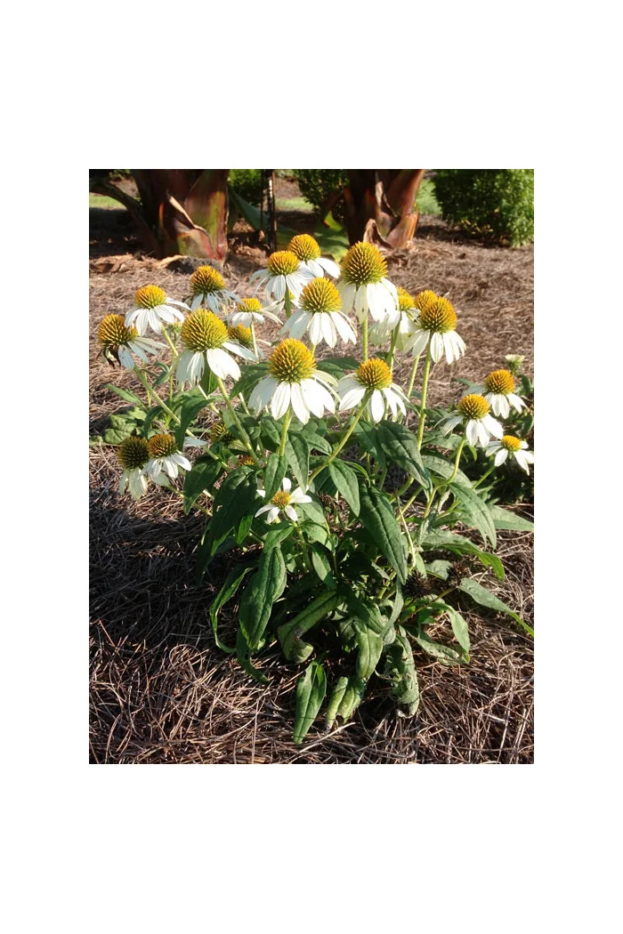 Jeżówka purpurowa 'Pow Wow White' | Echinacea purpurea