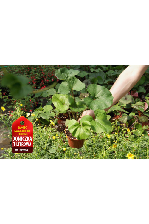 Języczka syberyjska | Ligularia sibirica