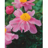 Piwonia chińska 'Little Medicine Man' Paeonia lactiflora