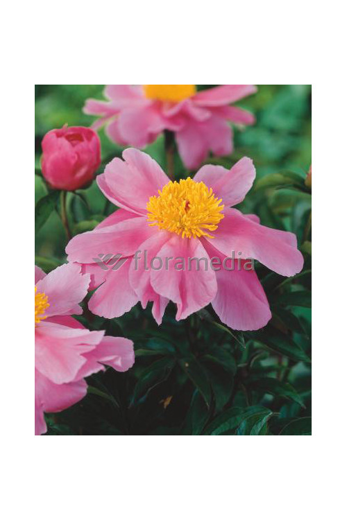 Piwonia chińska 'Little Medicine Man' Paeonia lactiflora