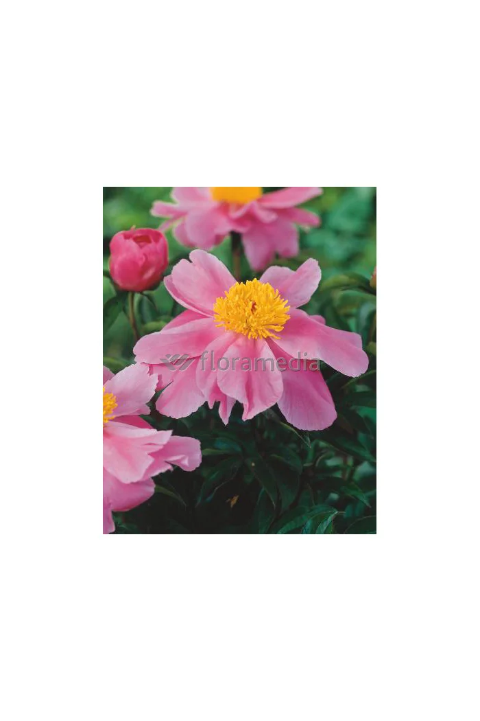 Piwonia chińska 'Little Medicine Man' Paeonia lactiflora