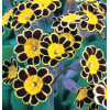 Pierwiosnek 'Gold Lace Dark' Primula victoriana