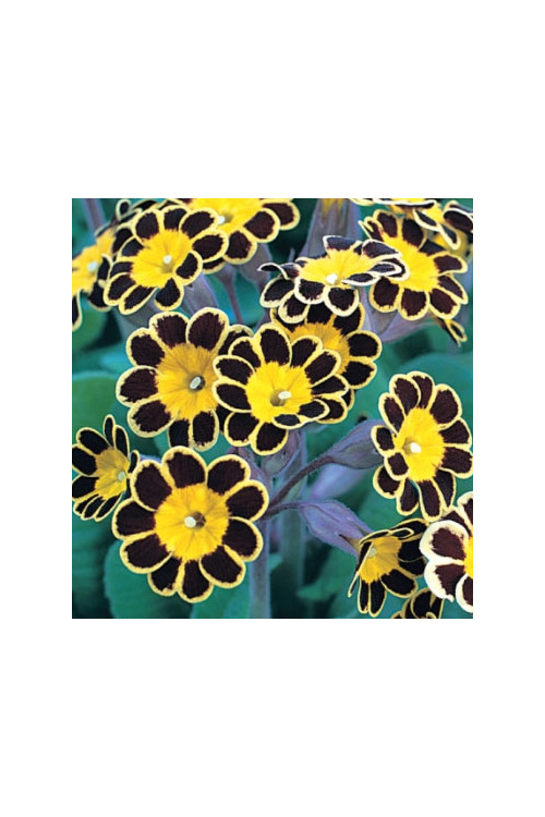 Pierwiosnek 'Gold Lace Dark' Primula victoriana