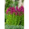 Krwawnica pospolita 'Robert' | Lythrum salicaria