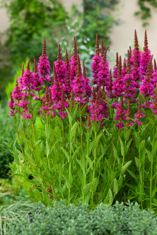 Krwawnica pospolita 'Robert' | Lythrum salicaria