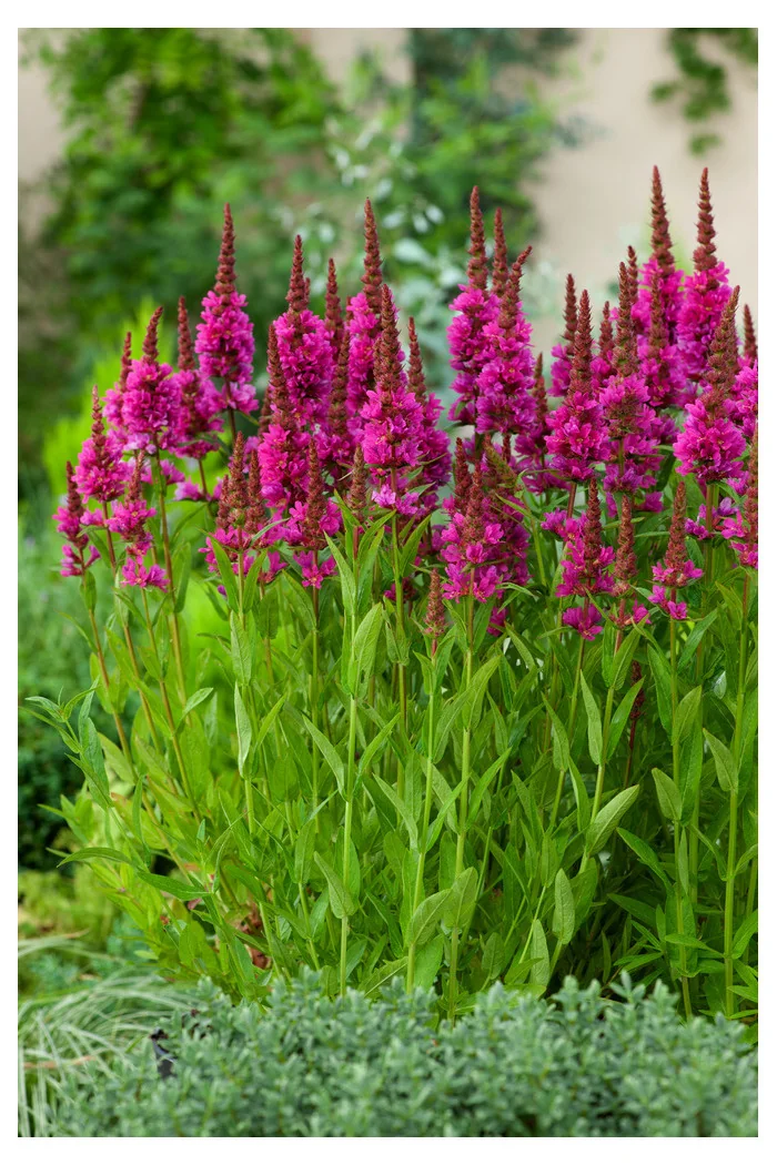 Krwawnica pospolita 'Robert' | Lythrum salicaria