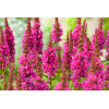 Krwawnica pospolita 'Robert' | Lythrum salicaria
