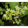 Epimedium żółte 'Sulphureum' | Epimedium x versicolor