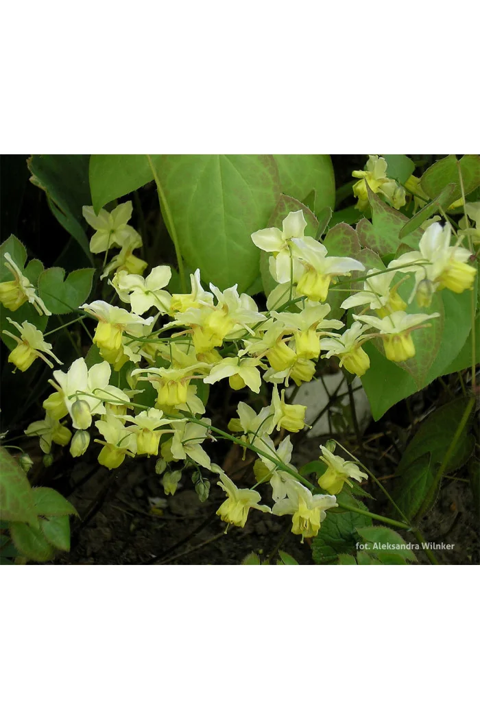 Epimedium żółte 'Sulphureum' | Epimedium x versicolor
