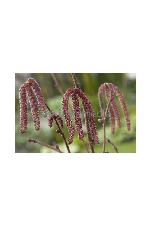 Leszczyna południowa 'Purpurea' Corylus maxima