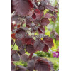 Leszczyna południowa 'Purpurea' Corylus maxima