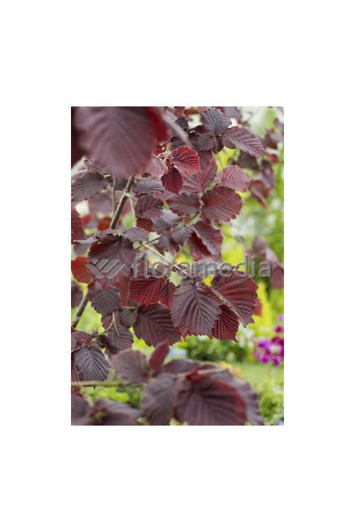 Leszczyna południowa 'Purpurea' Corylus maxima