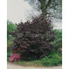 Leszczyna południowa 'Purpurea' Corylus maxima