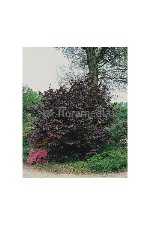 Leszczyna południowa 'Purpurea' Corylus maxima