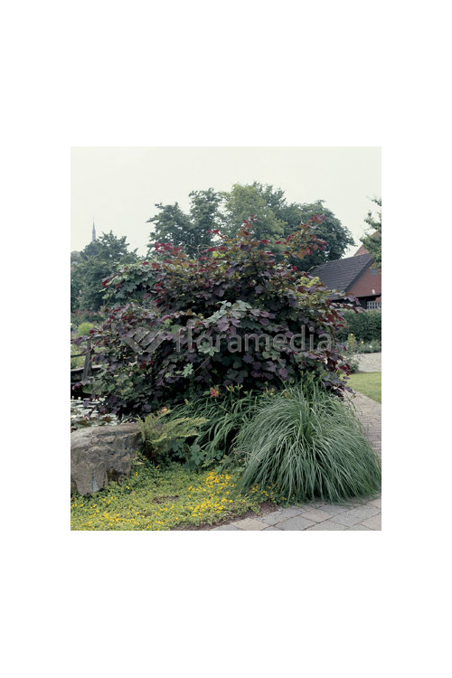 Leszczyna południowa 'Purpurea' Corylus maxima