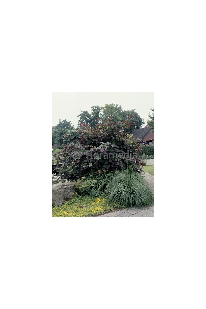 Leszczyna południowa 'Purpurea' Corylus maxima