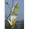 Magnolia 'Yellow River' syn. Fei Huang | Magnolia denudata