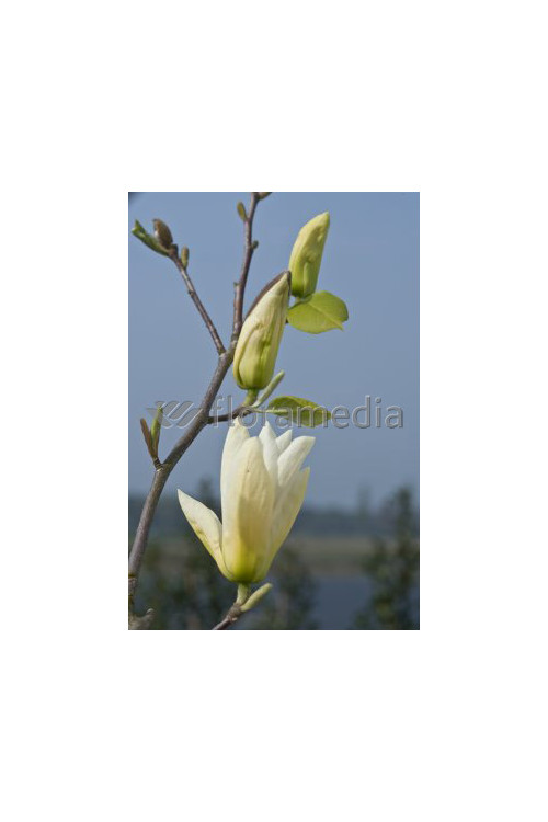 Magnolia 'Yellow River' syn. Fei Huang | Magnolia denudata
