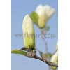 Magnolia 'Yellow River' syn. Fei Huang | Magnolia denudata
