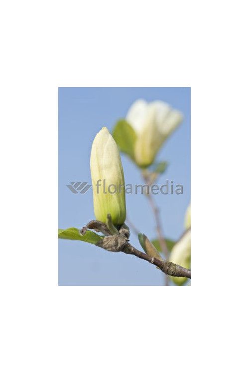 Magnolia 'Yellow River' syn. Fei Huang | Magnolia denudata