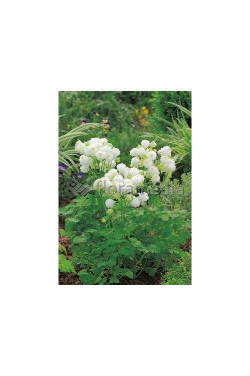 Orlik 'Winky White and White Double' Aquilegia vulgaris