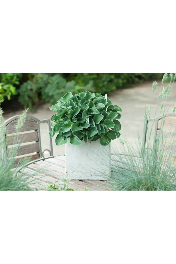 Funkia 'Blue Mouse Ears' | Hosta