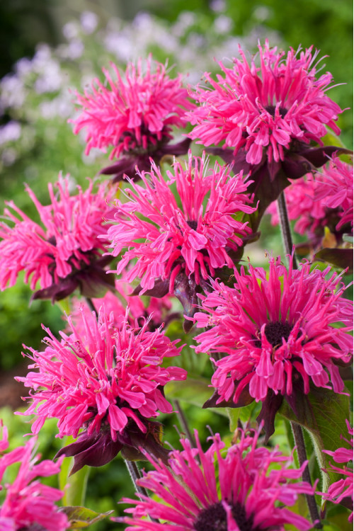 Pysznogłówka 'Pink Lace' | Monarda