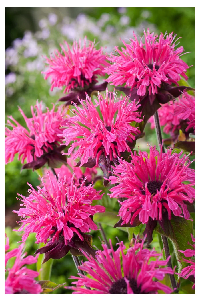 Pysznogłówka 'Pink Lace' | Monarda