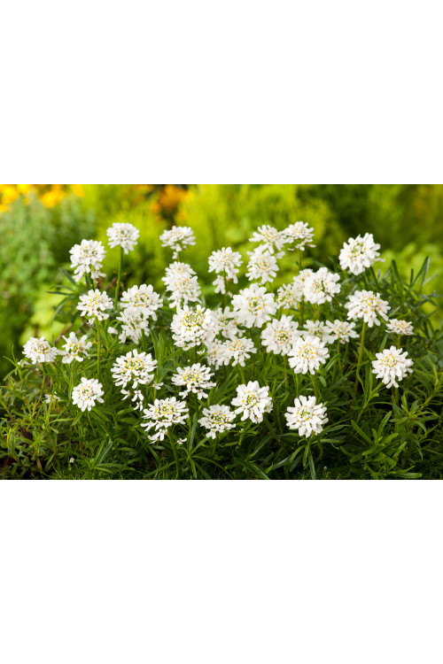 Ubiorek wieczniezielony 'Schneeflocke' | Iberis sempervirens