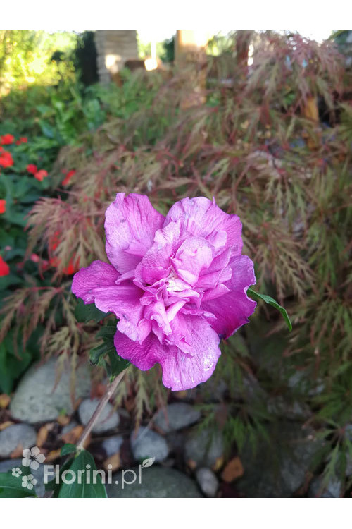Ketmia syryjska 'Purple Ruffles' (Sanchoyo) | Hibiscus syriacus