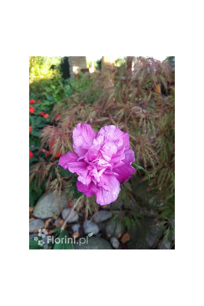 Ketmia syryjska 'Purple Ruffles' (Sanchoyo) | Hibiscus syriacus