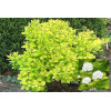 Tawuła brzozolistna 'Tor Gold' | Spiraea betulifolia