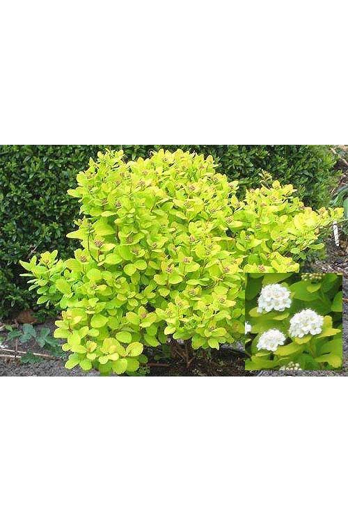 Tawuła brzozolistna 'Tor Gold' | Spiraea betulifolia