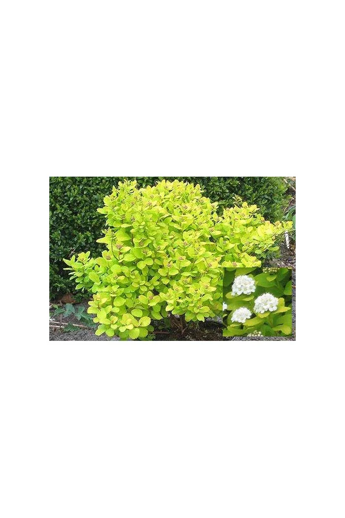 Tawuła brzozolistna 'Tor Gold' | Spiraea betulifolia