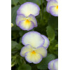 Bratek 'Etain' Viola cortuna
