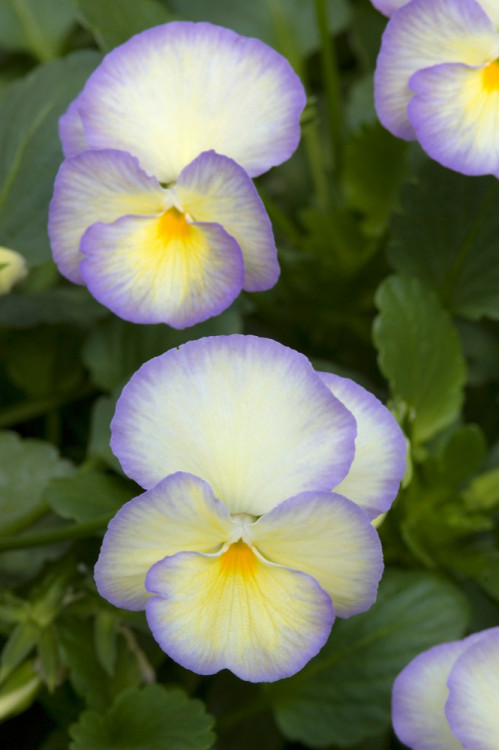 Bratek 'Etain' Viola cortuna