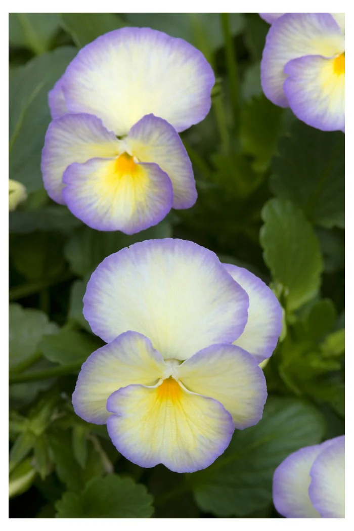 Bratek 'Etain' Viola cortuna