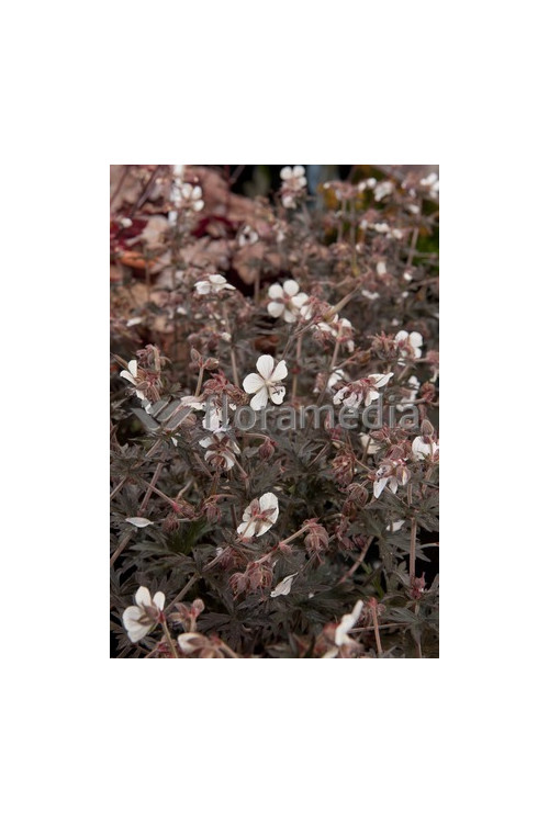 Bodziszek 'Purple Ghost' Geranium pratense